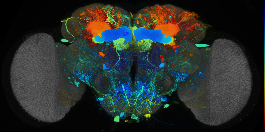 P{VT046088-GAL4} expression pattern