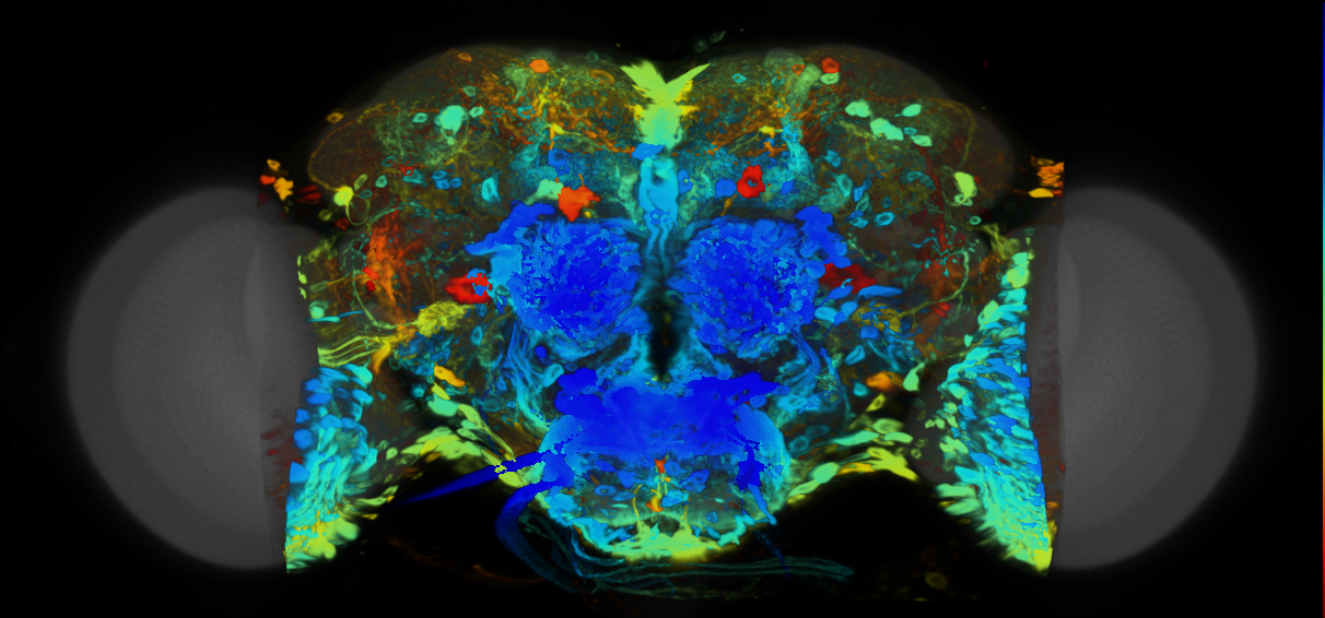P{VT046101-GAL4} expression pattern