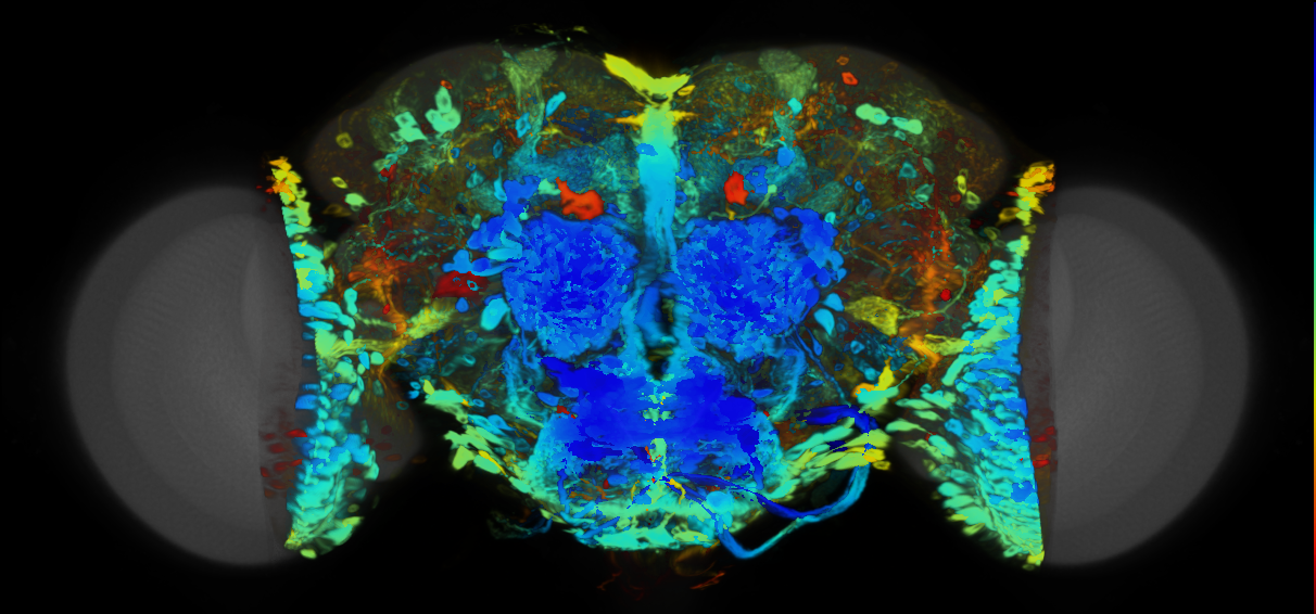P{VT046101-GAL4} expression pattern