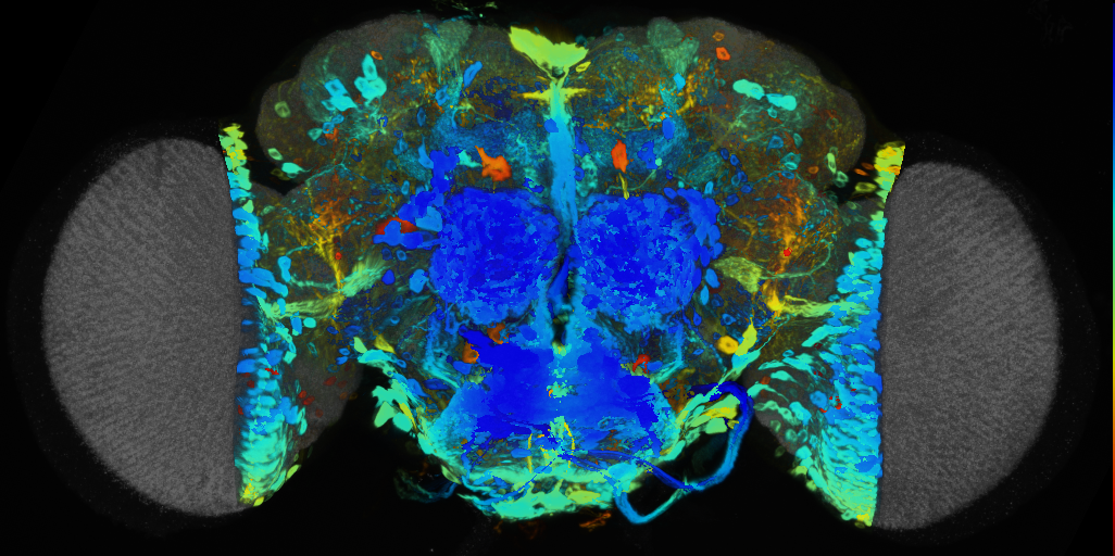 P{VT046101-GAL4} expression pattern