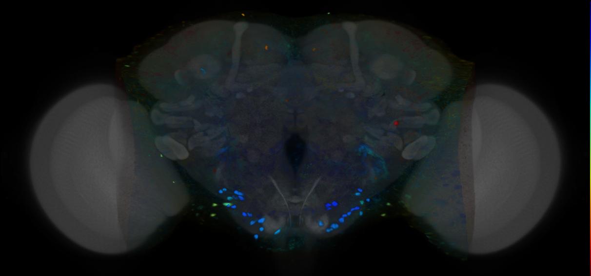 P{VT046160-GAL4} expression pattern