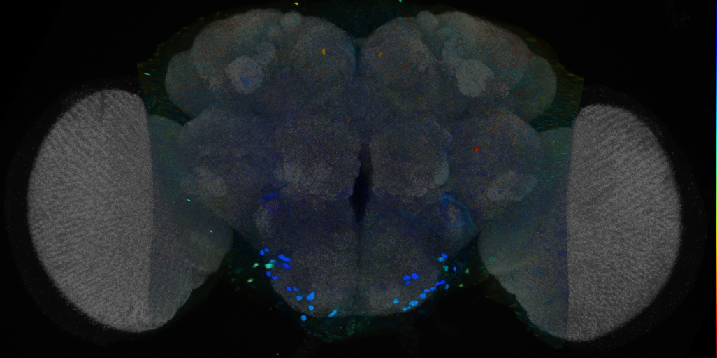P{VT046160-GAL4} expression pattern
