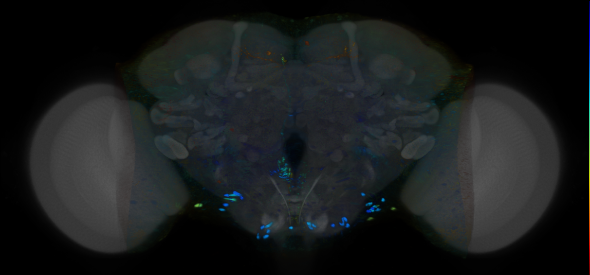 P{VT046160-GAL4} expression pattern