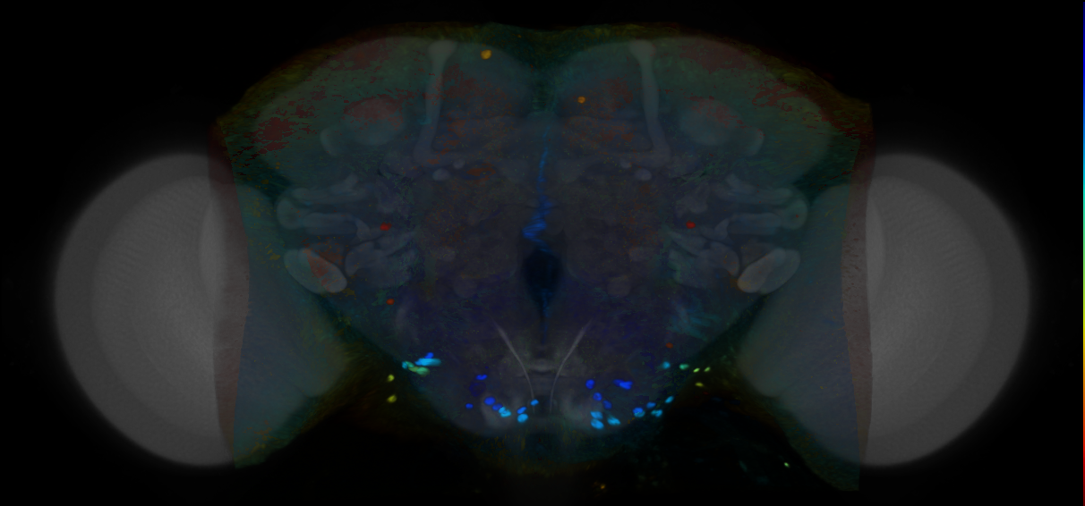 P{VT046210-GAL4} expression pattern