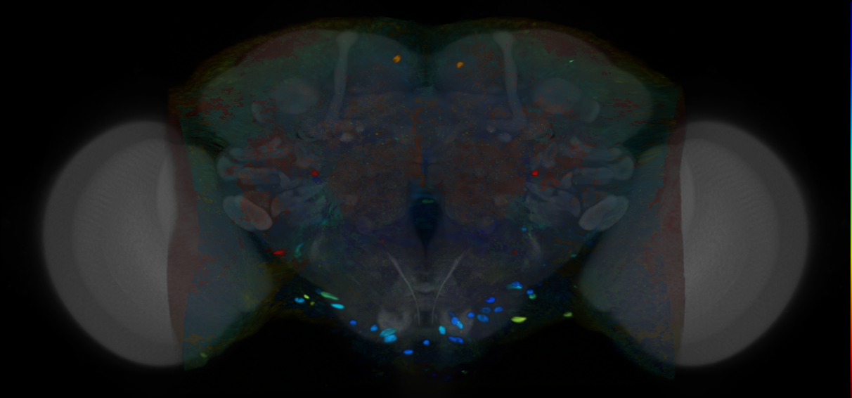 P{VT046210-GAL4} expression pattern