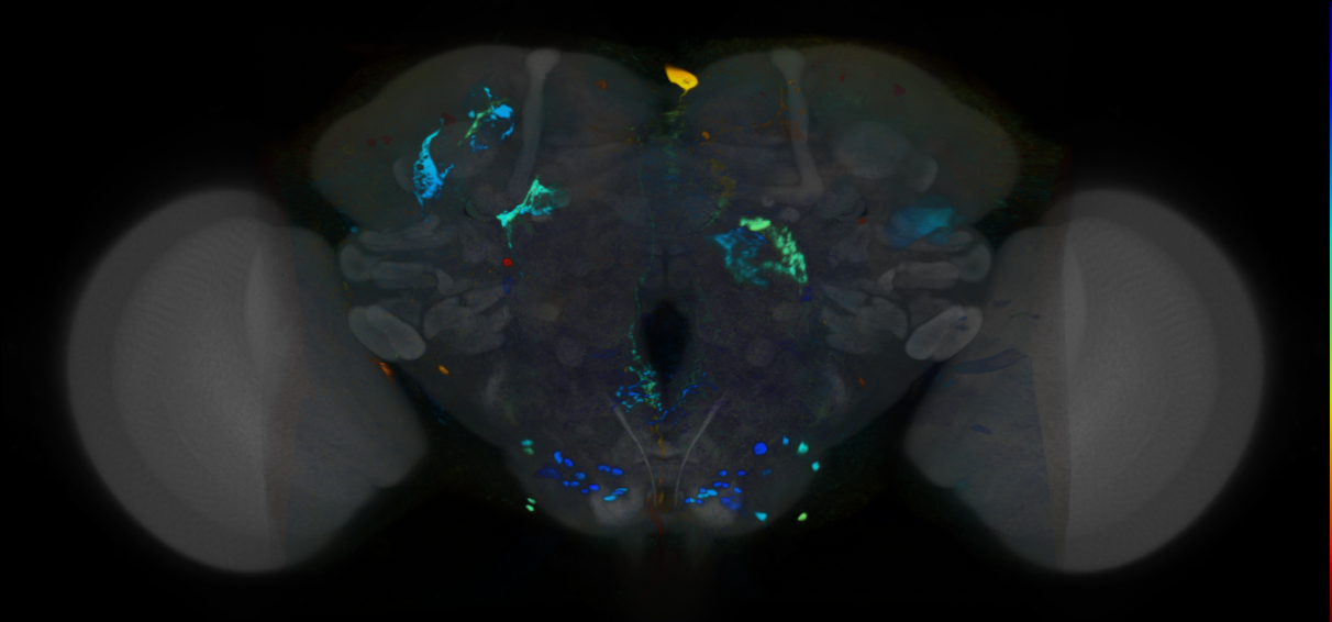 P{VT046214-GAL4} expression pattern