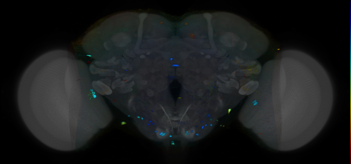 P{VT046246-GAL4} expression pattern