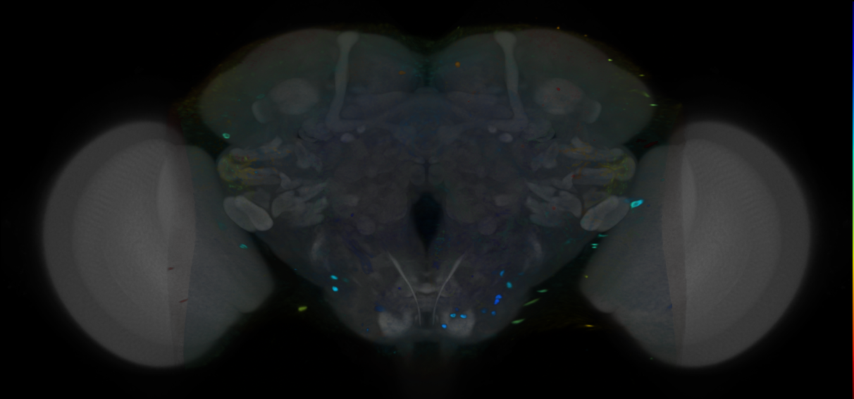 P{VT046246-GAL4} expression pattern