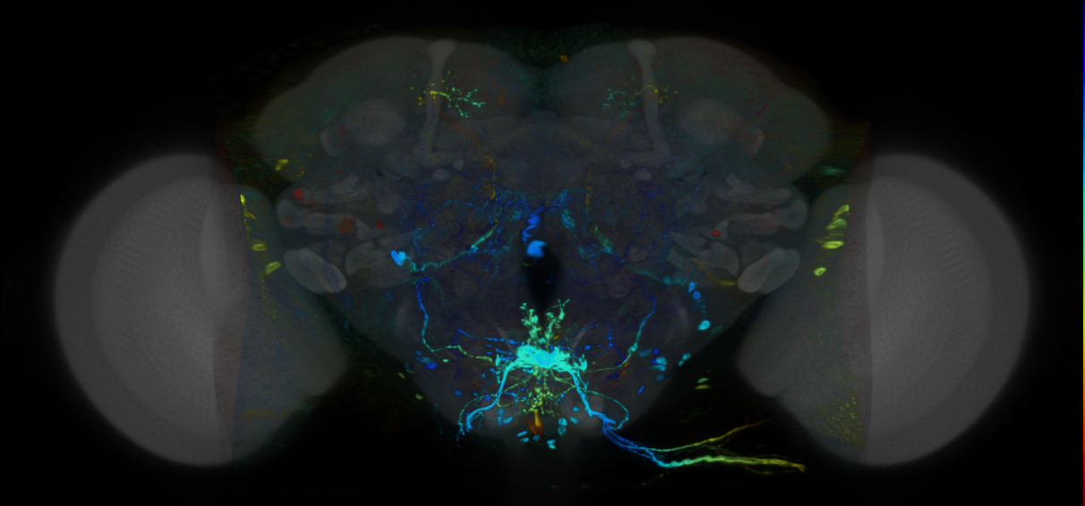 P{VT046270-GAL4} expression pattern