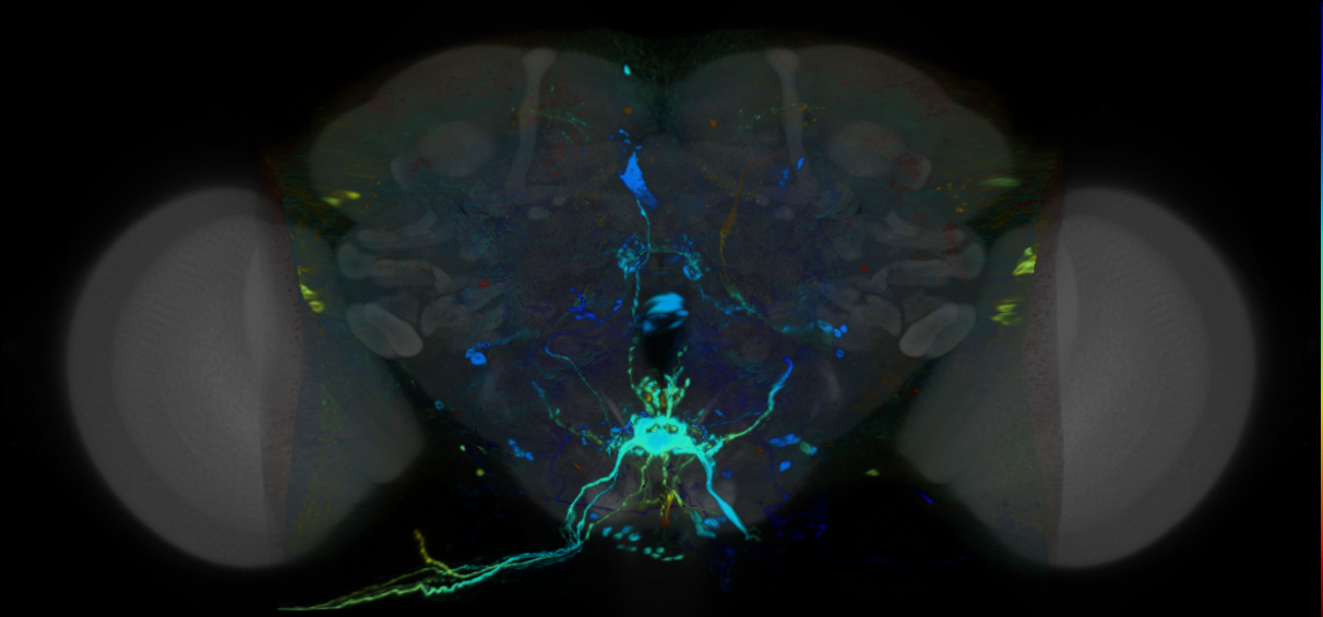 P{VT046270-GAL4} expression pattern