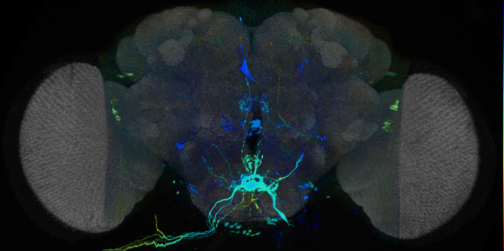 P{VT046270-GAL4} expression pattern