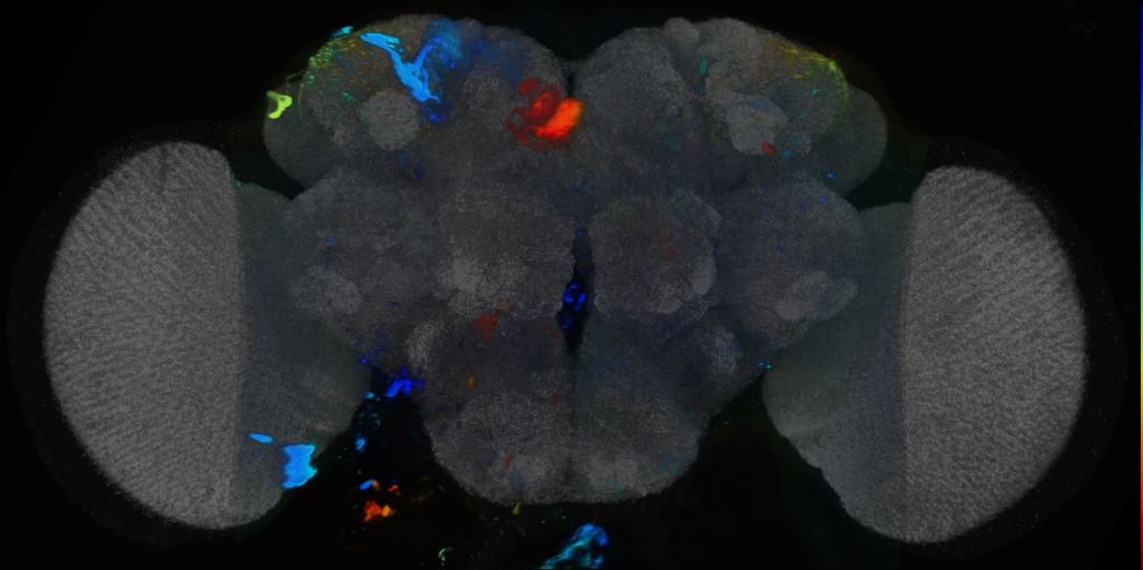 P{VT046395-GAL4} expression pattern