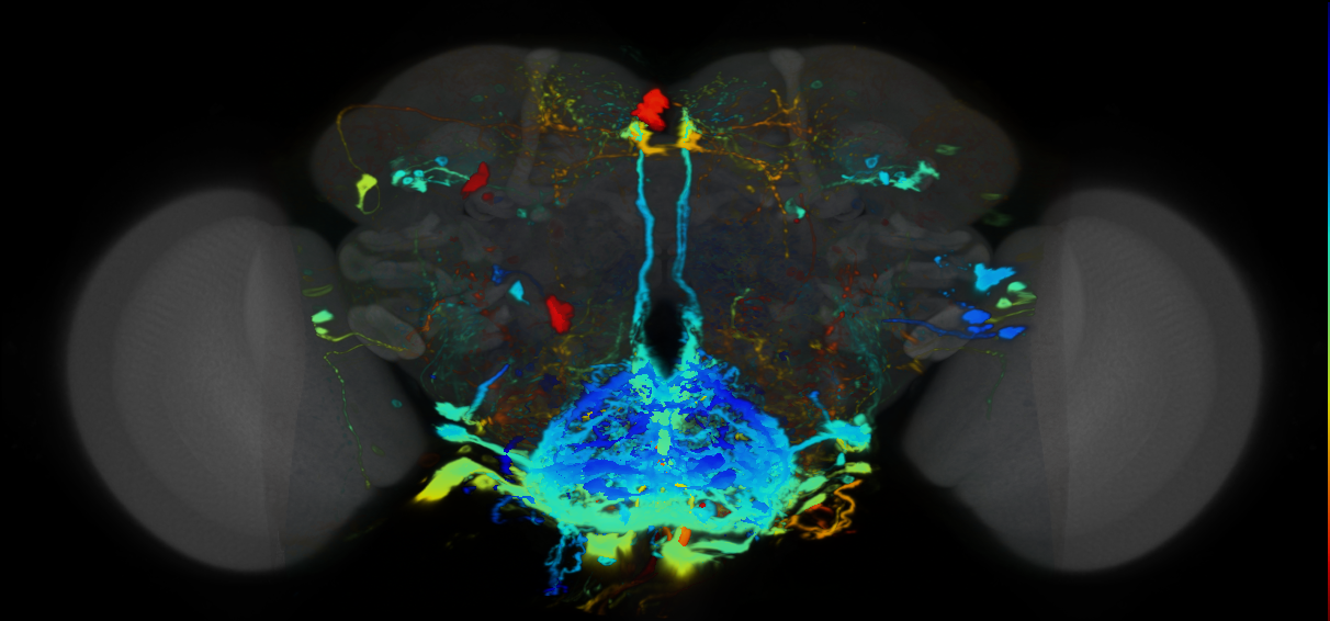 P{VT046618-GAL4} expression pattern