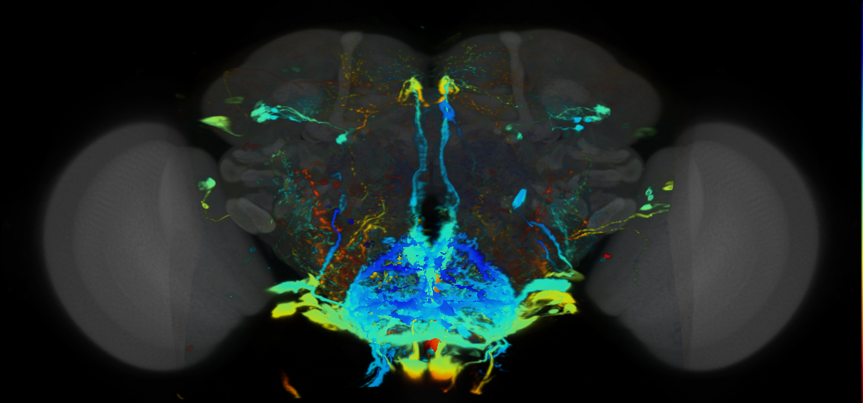 P{VT046618-GAL4} expression pattern