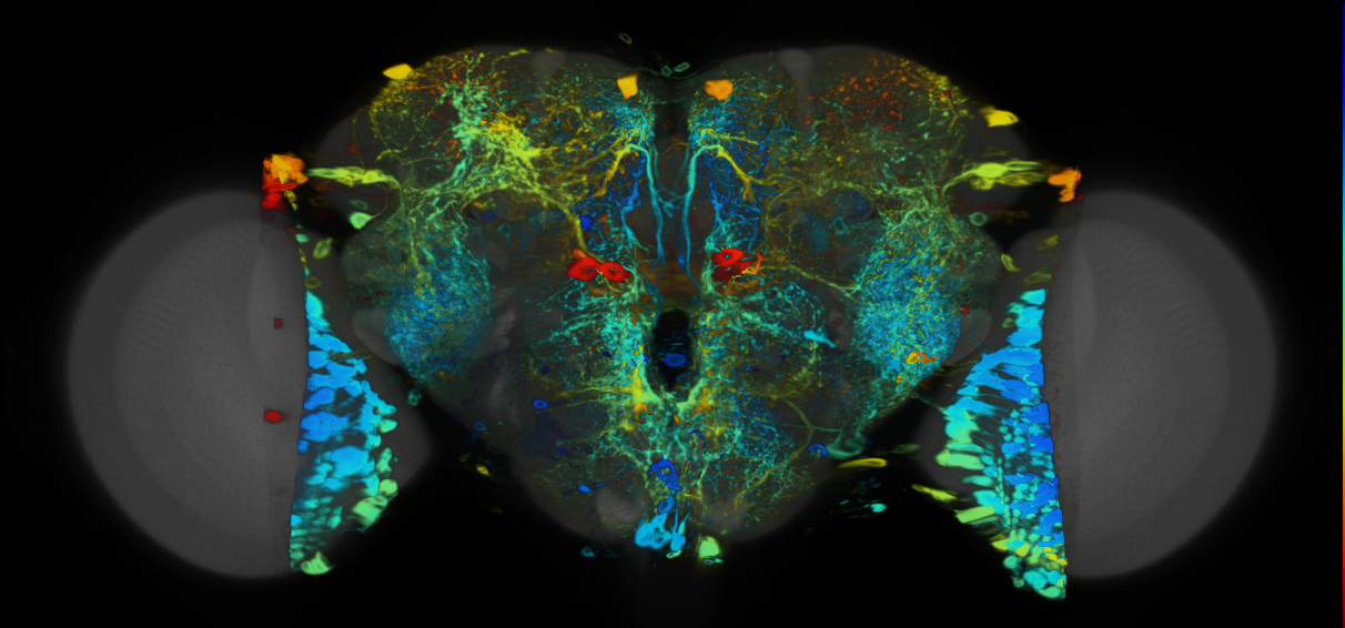 P{VT046809-GAL4} expression pattern