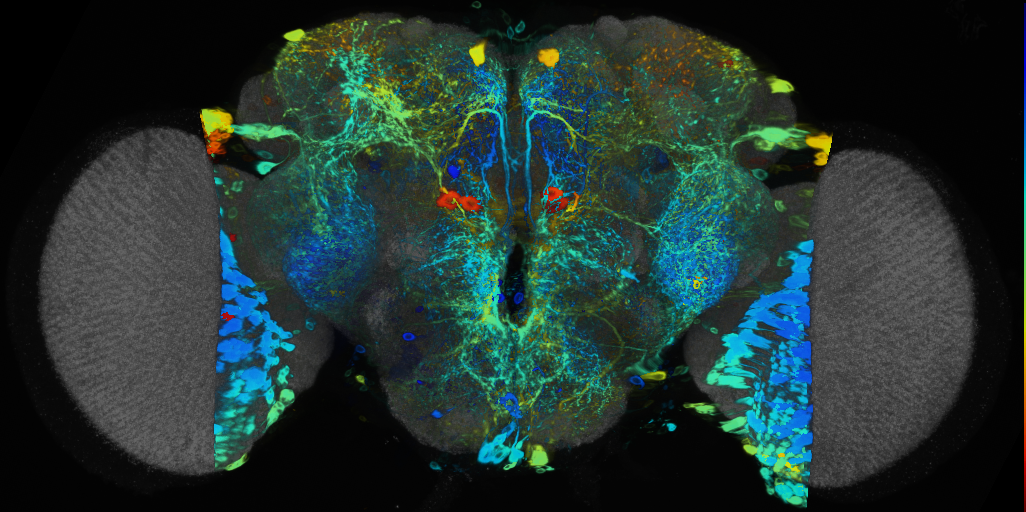 P{VT046809-GAL4} expression pattern