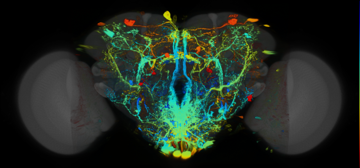 P{VT046821-GAL4} expression pattern