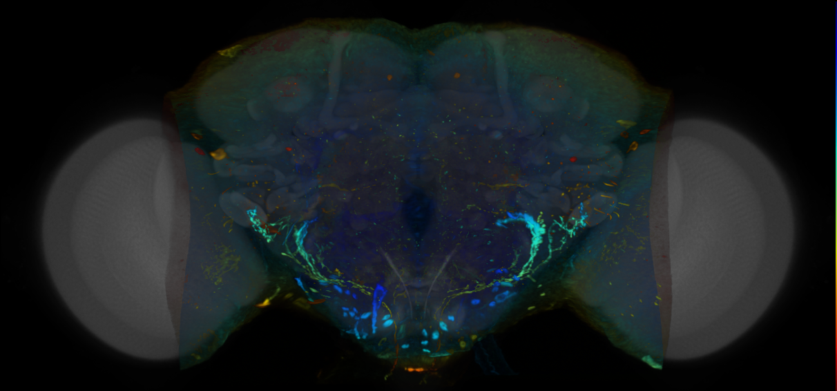 P{VT046907-GAL4} expression pattern