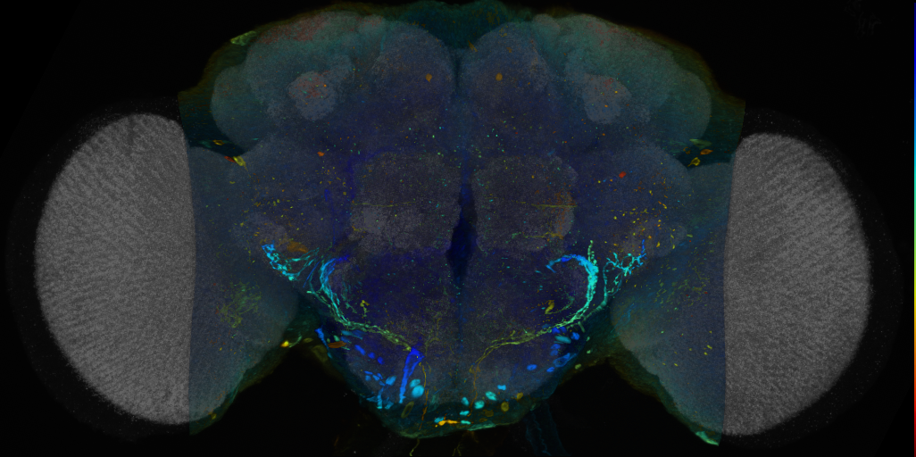 P{VT046907-GAL4} expression pattern