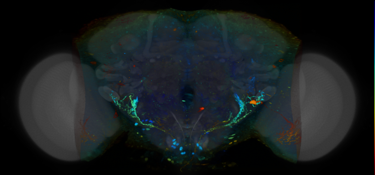 P{VT046907-GAL4} expression pattern
