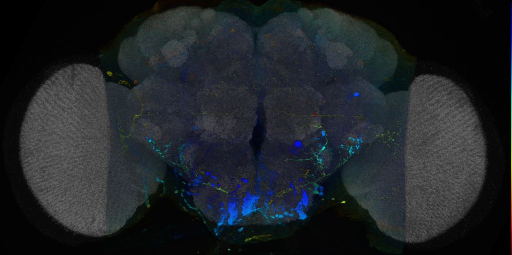 P{VT046907-GAL4} expression pattern