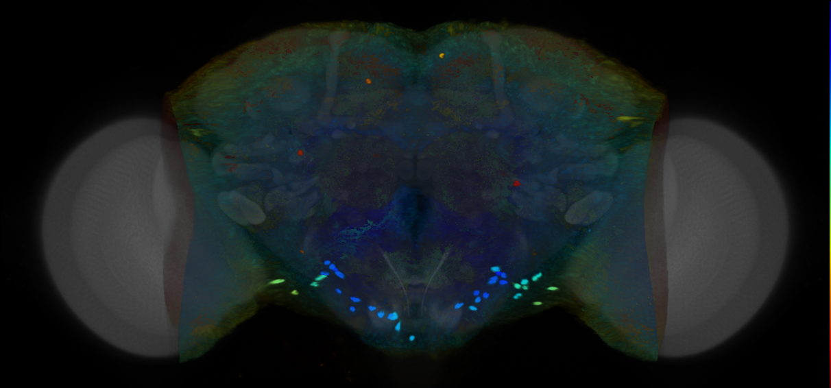 P{VT046946-GAL4} expression pattern