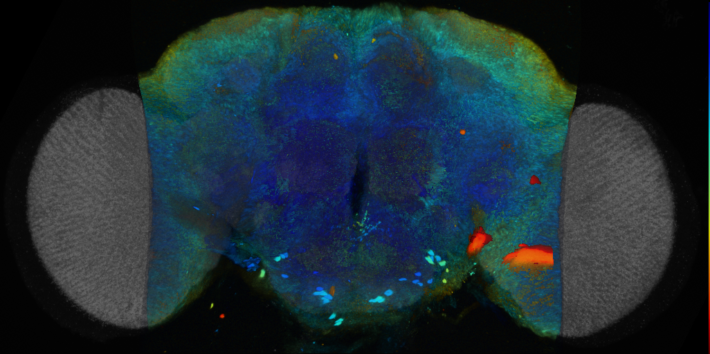 P{VT046948-GAL4} expression pattern
