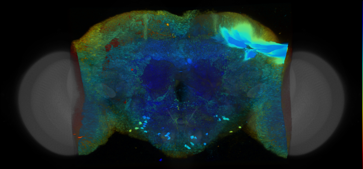 P{VT046948-GAL4} expression pattern
