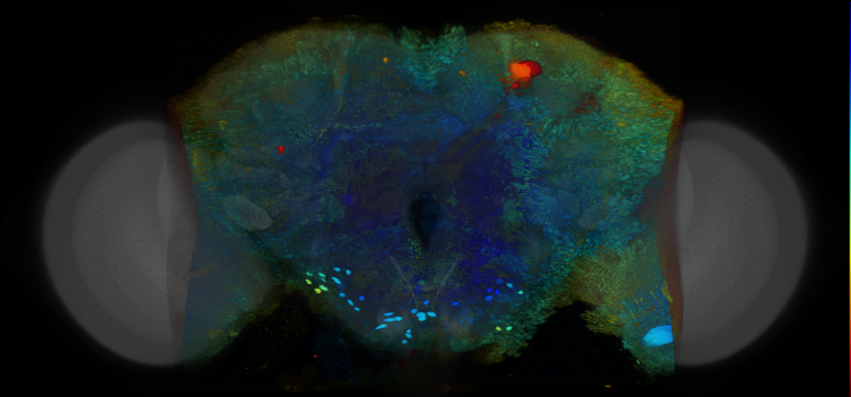 P{VT046948-GAL4} expression pattern