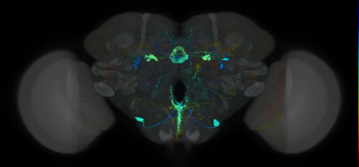 P{VT047058-GAL4} expression pattern