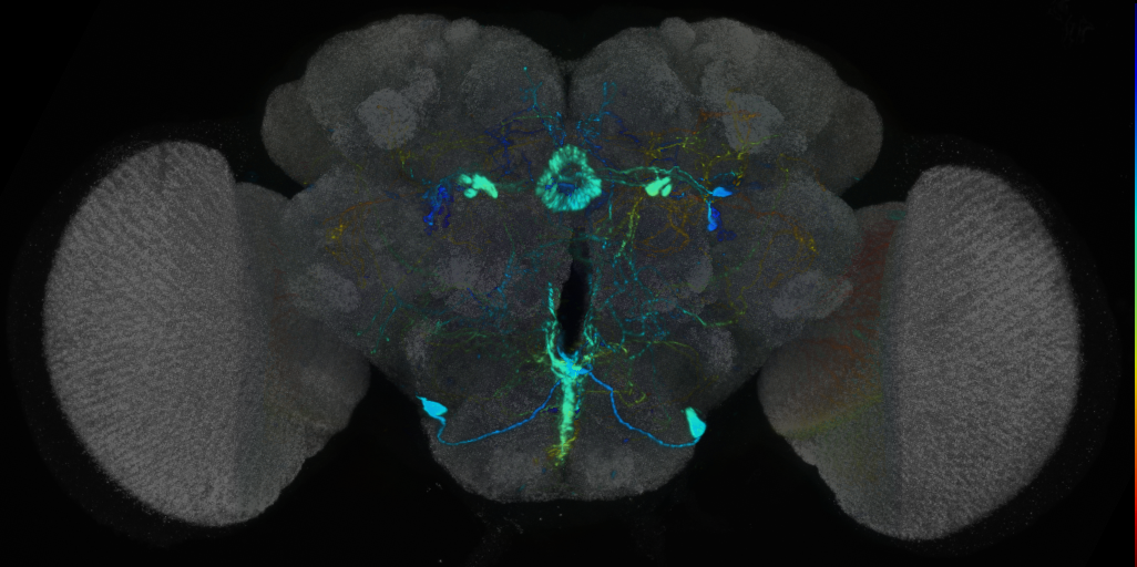 P{VT047058-GAL4} expression pattern