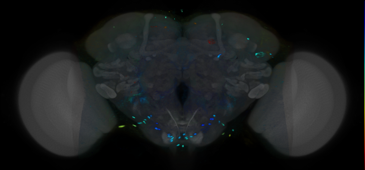 P{VT047166-GAL4} expression pattern