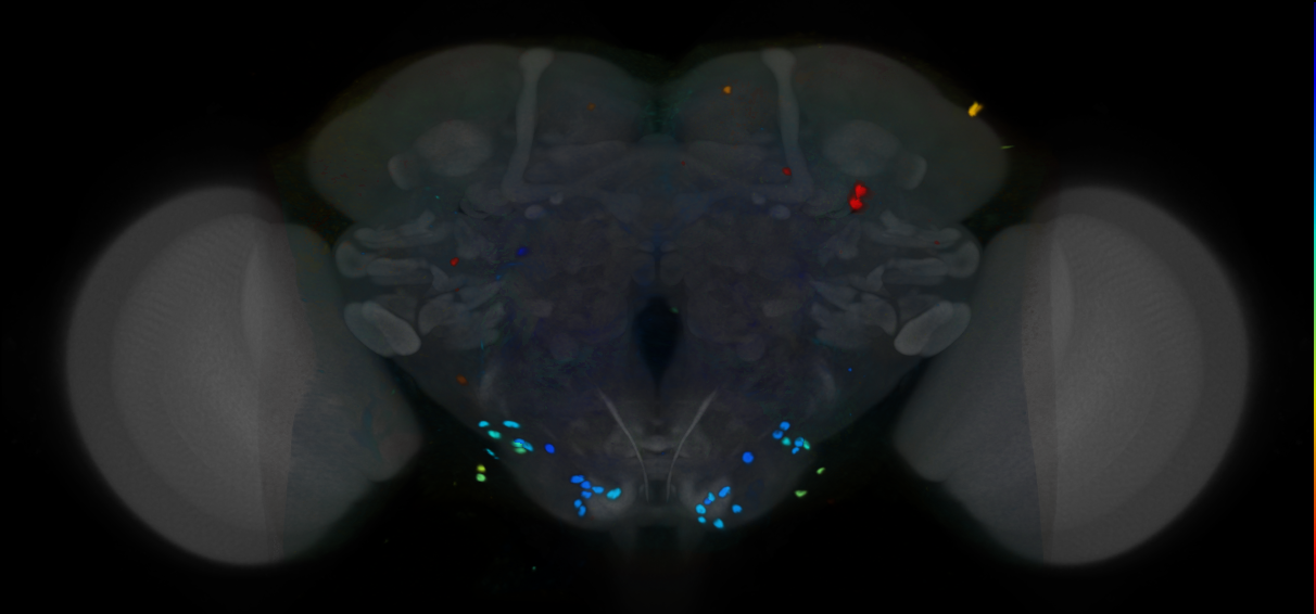 P{VT047166-GAL4} expression pattern