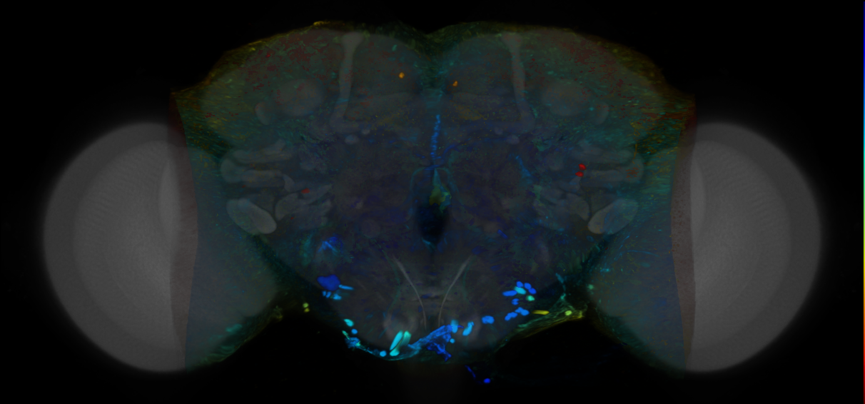 P{VT047411-GAL4} expression pattern