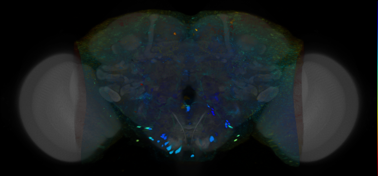 P{VT047411-GAL4} expression pattern