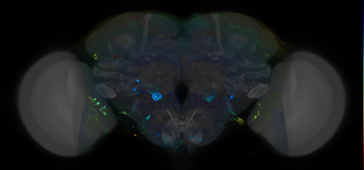 P{VT047885-GAL4} expression pattern