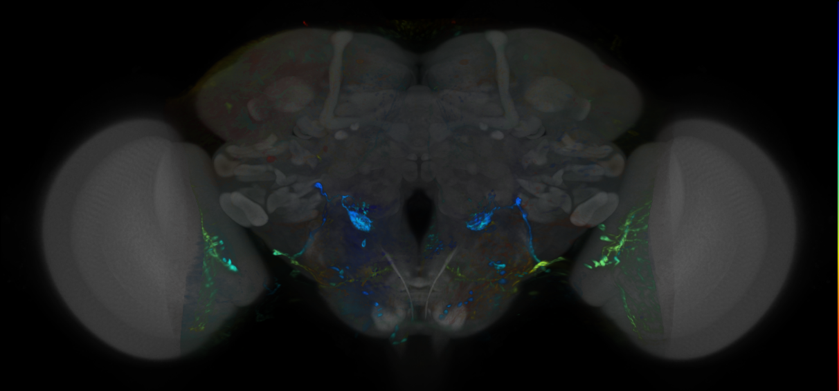 P{VT047885-GAL4} expression pattern
