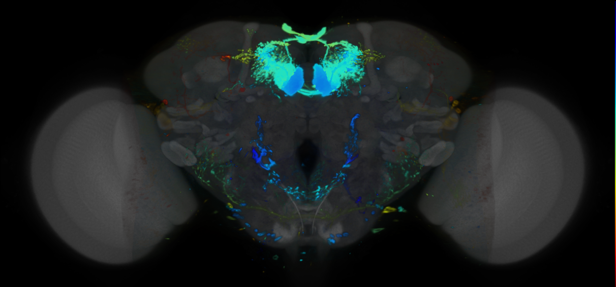 P{VT048153-GAL4} expression pattern