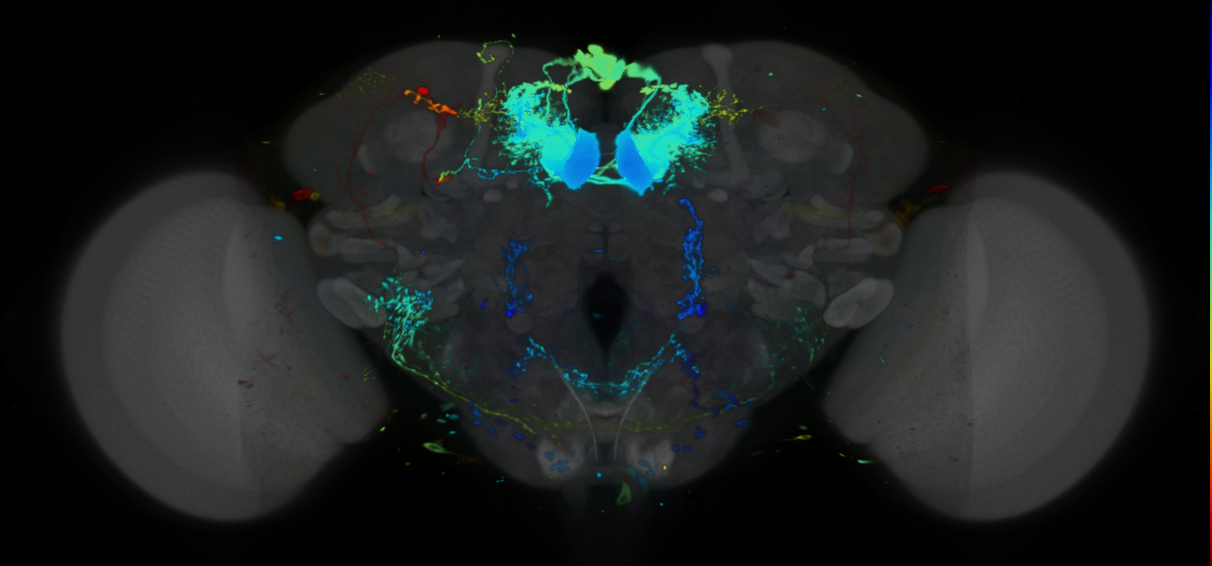 P{VT048153-GAL4} expression pattern