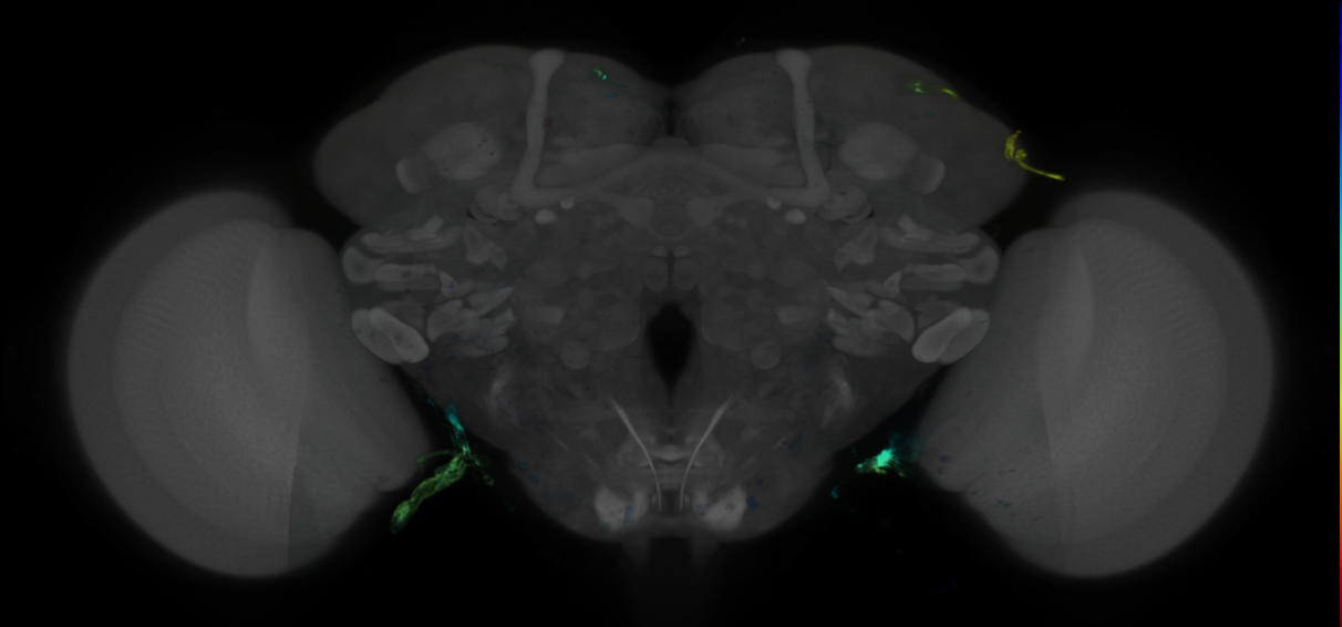 P{VT048158-GAL4} expression pattern