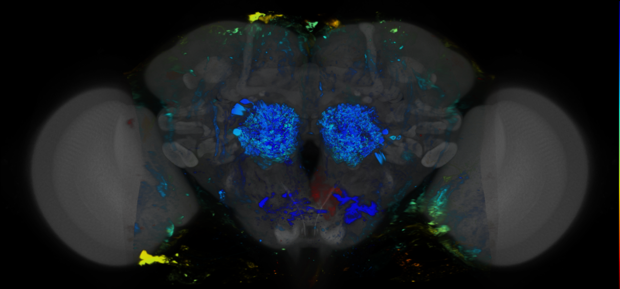 P{VT048493-GAL4} expression pattern