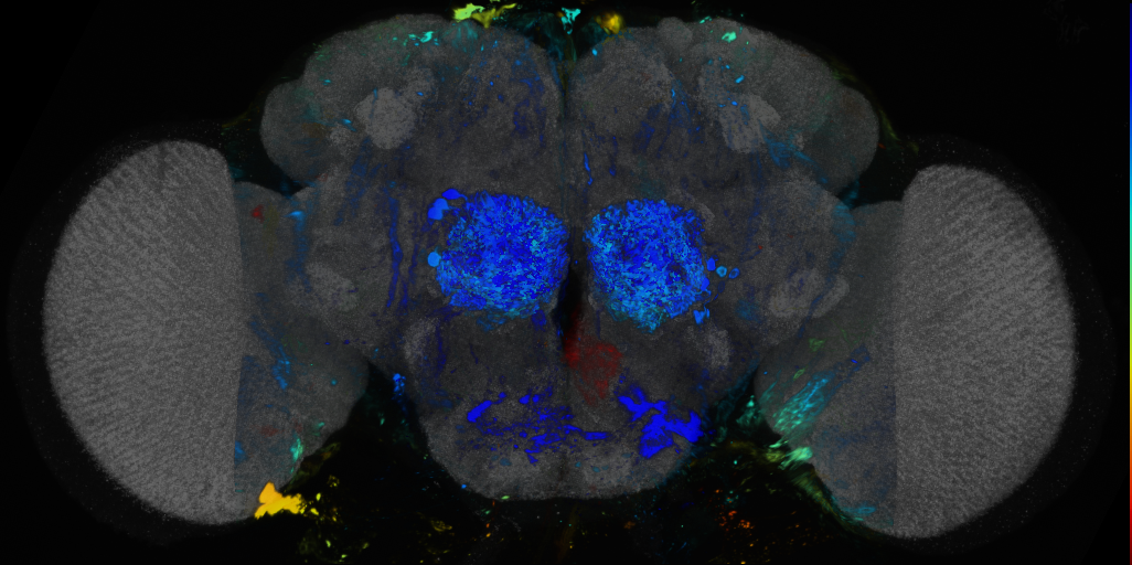 P{VT048493-GAL4} expression pattern