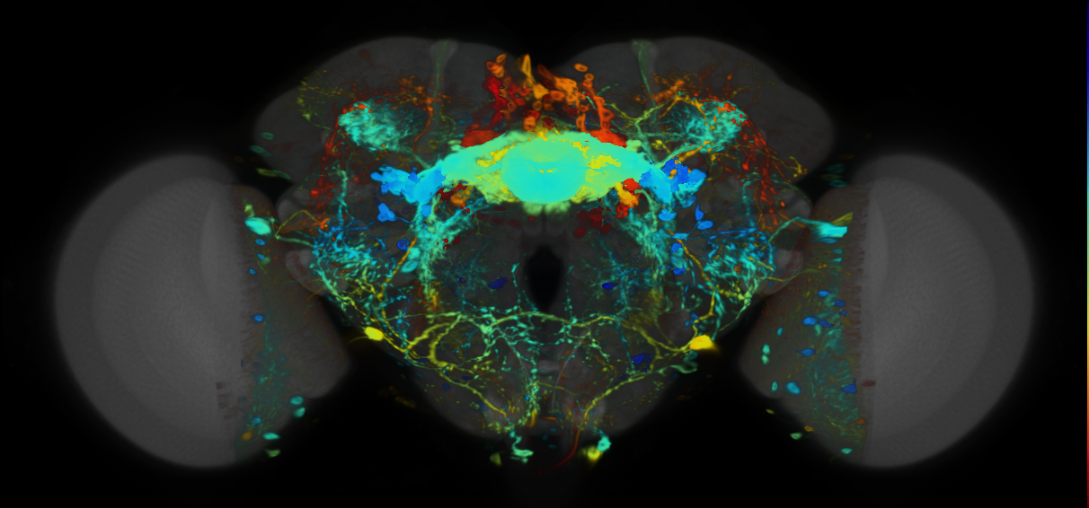 P{VT048582-GAL4} expression pattern