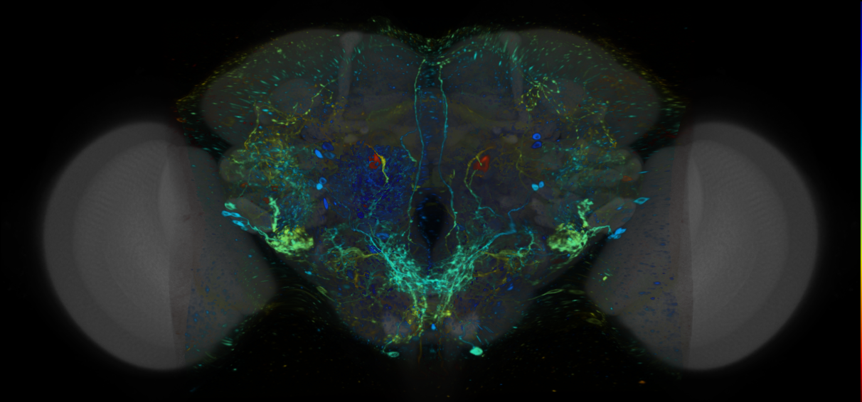 P{VT048643-GAL4} expression pattern