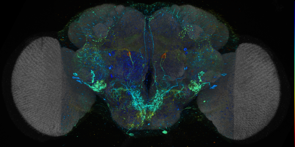P{VT048643-GAL4} expression pattern