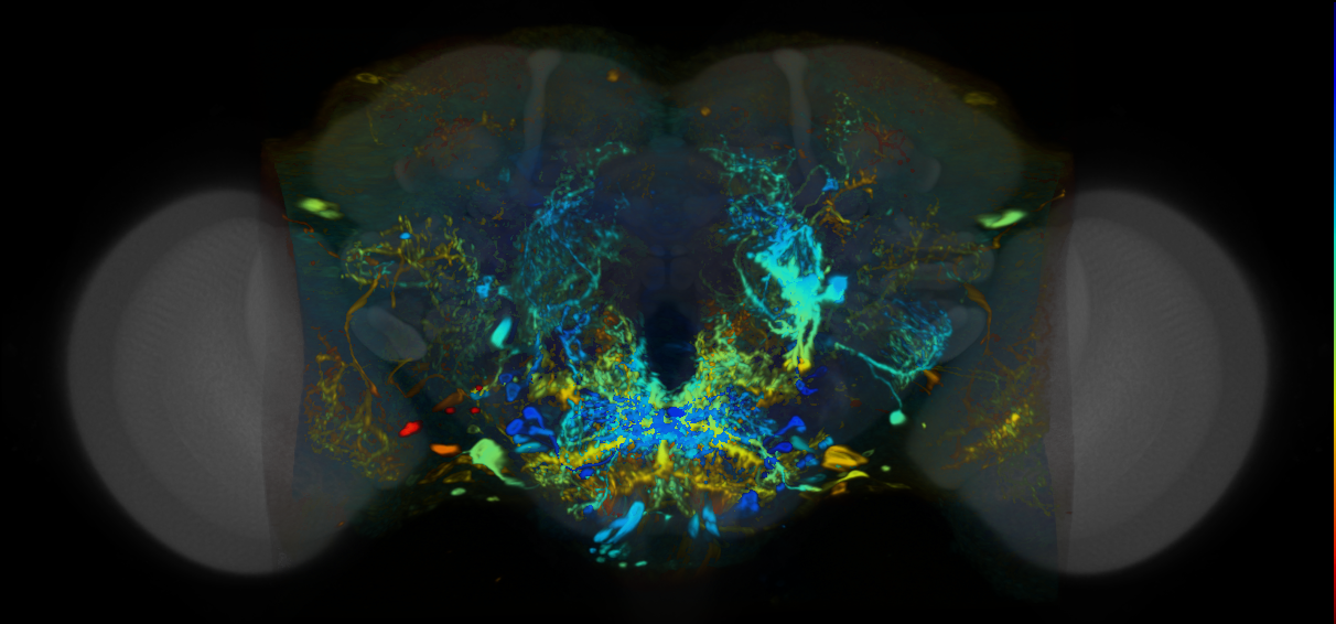 P{VT048671-GAL4} expression pattern