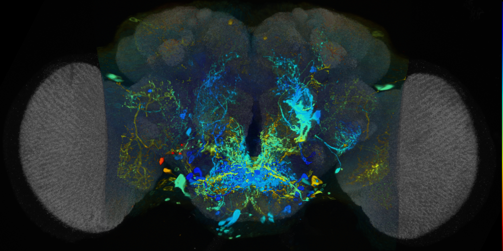 P{VT048671-GAL4} expression pattern
