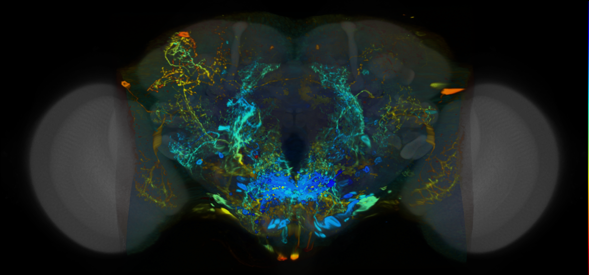 P{VT048671-GAL4} expression pattern