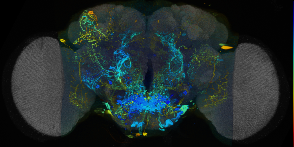 P{VT048671-GAL4} expression pattern