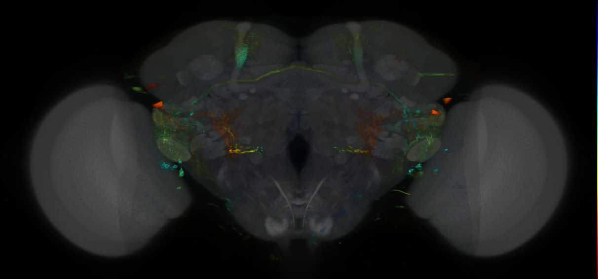 P{VT048815-GAL4} expression pattern